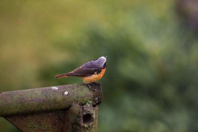 Close-up of bird perching on wood