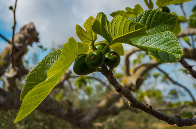 Close-up of berries growing on tree