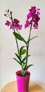 Close-up of potted plant on table against wall