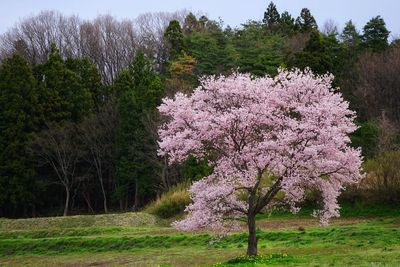 Fresh flower trees against sky