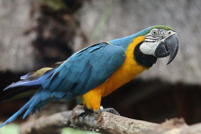 Close-up of a parrot
