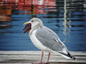 Close-up of seagull perching on water