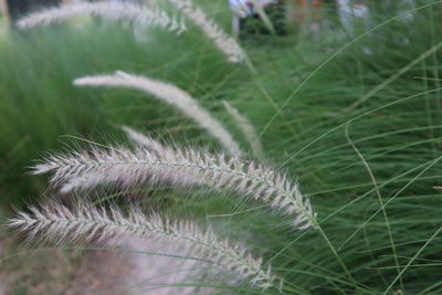 Close-up of fresh green grass