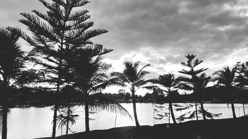 Silhouette palm trees by lake against sky