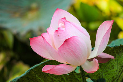 Close-up of pink lily