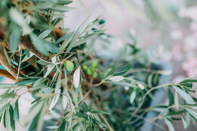 Close-up of pine tree branch