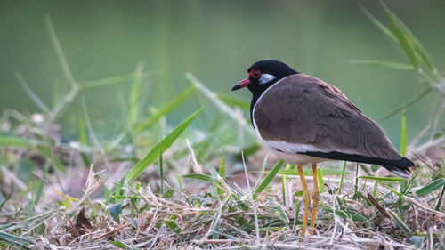 Close-up of bird perching on grass