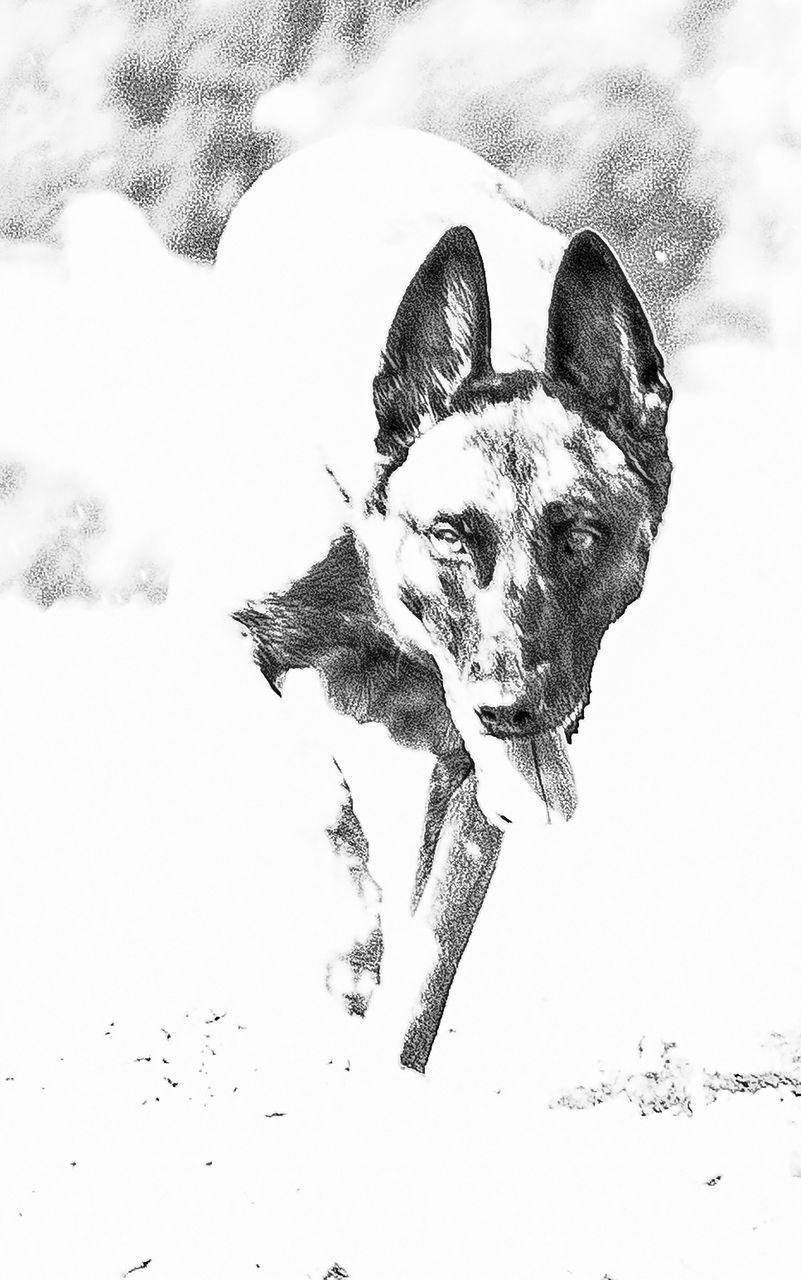 CLOSE-UP OF A DOG IN SNOW