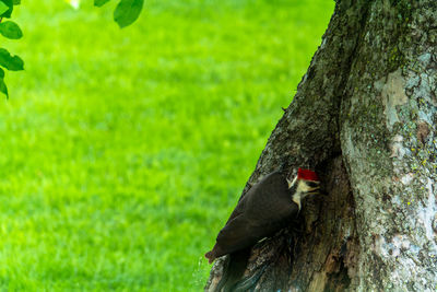 Bird perching on a tree