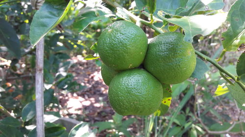 Close-up of fruits on tree