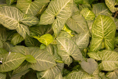 Full frame shot of fresh green leaves