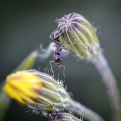 Close-up of insect on flower