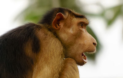 Close-up of monkey