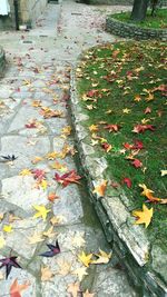 Fallen leaves on street