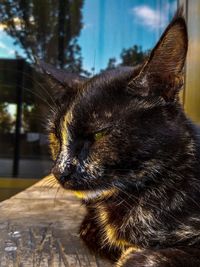 Close-up of a cat