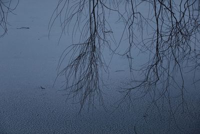 Low angle view of silhouette tree against sky at dusk