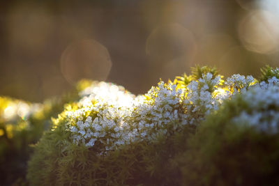 Close-up of yellow flowering plant