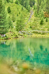 Scenic view of lake in forest