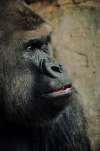 Close-up of gorilla looking away in zoo