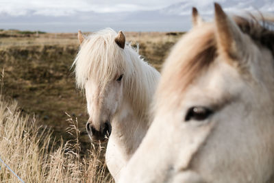 Close-up of horses on field