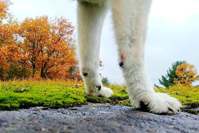 Close-up of a dog looking away