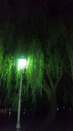 Illuminated street light by trees at night