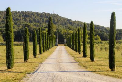 Road amidst trees against clear sky