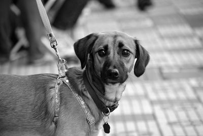 Portrait of dog standing on footpath