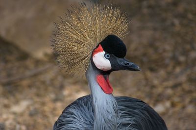 Close-up of a bird