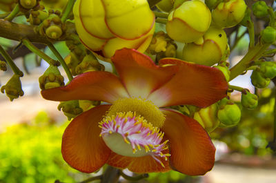 Close-up of flowering plant