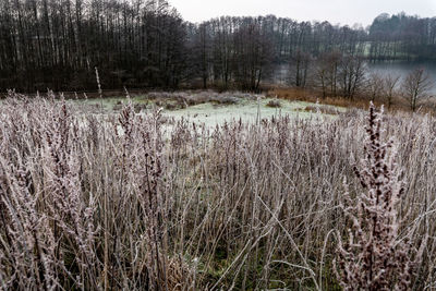 Scenic view of lake in field