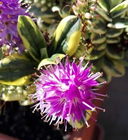 Close-up of pink flowers