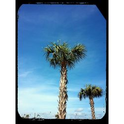 Low angle view of palm trees against blue sky