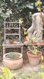 Potted plants in yard