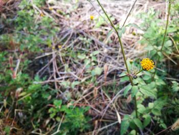 Close-up of plant