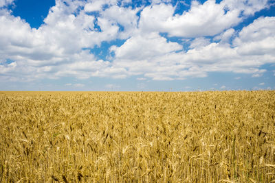 Scenic view of wheat field against sky