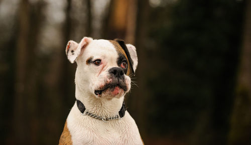 Close-up portrait of dog