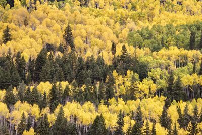 High angle view of pine trees in forest during autumn