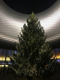 Low angle view of illuminated christmas tree at night