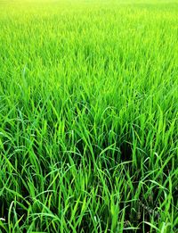 Full frame shot of rice field