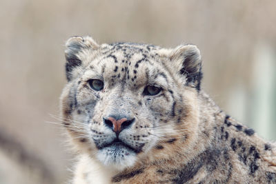 Close-up portrait of a cat