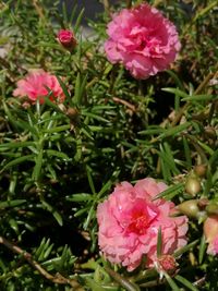 Close-up of pink flowers blooming outdoors