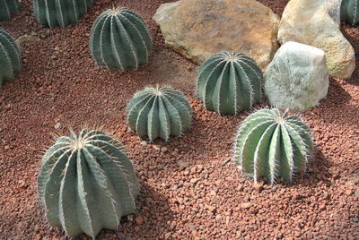 High angle view of cactus