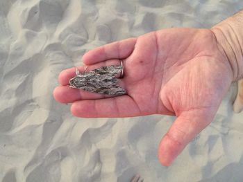 High angle view of moth on hand at beach