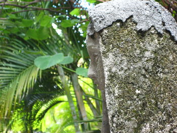 Low angle view of tree trunk