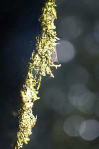 Close-up of flowering plant against blurred background