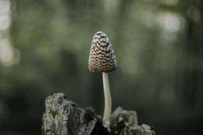 Close-up of mushroom growing outdoors