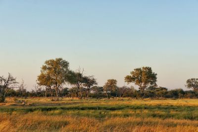 Trees on field against clear sky