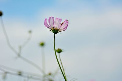 Close-up of pink flower blooming against sky