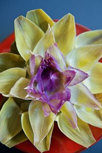 Close-up of flowers over black background